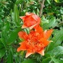Punica granatum fleur